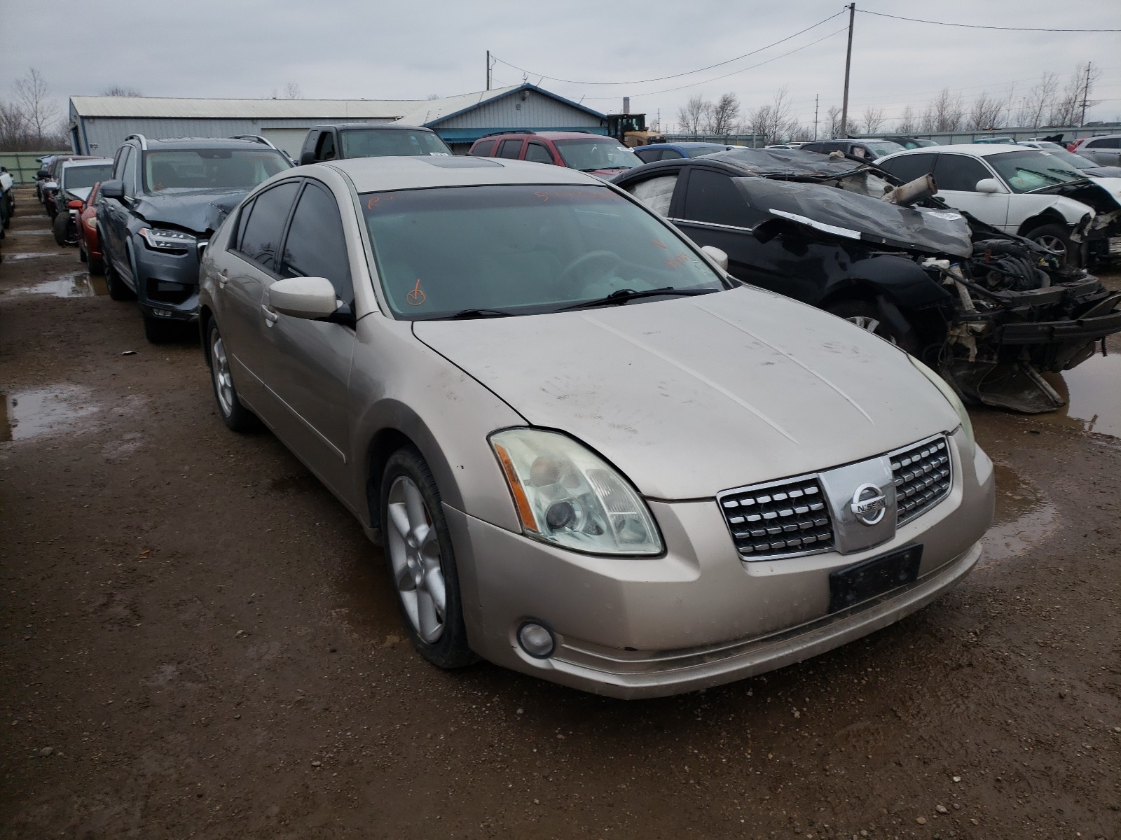 NISSAN MAXIMA SE 2005 1n4ba41ex5c834764