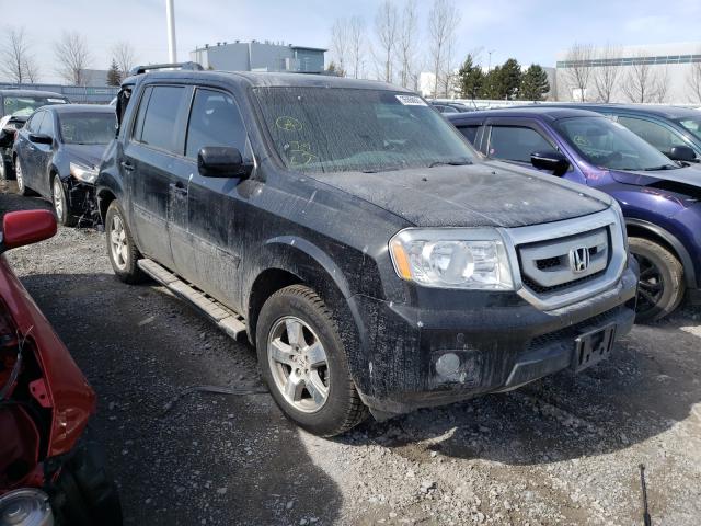 HONDA PILOT EXL 2010 5fnyf4h53ab501895