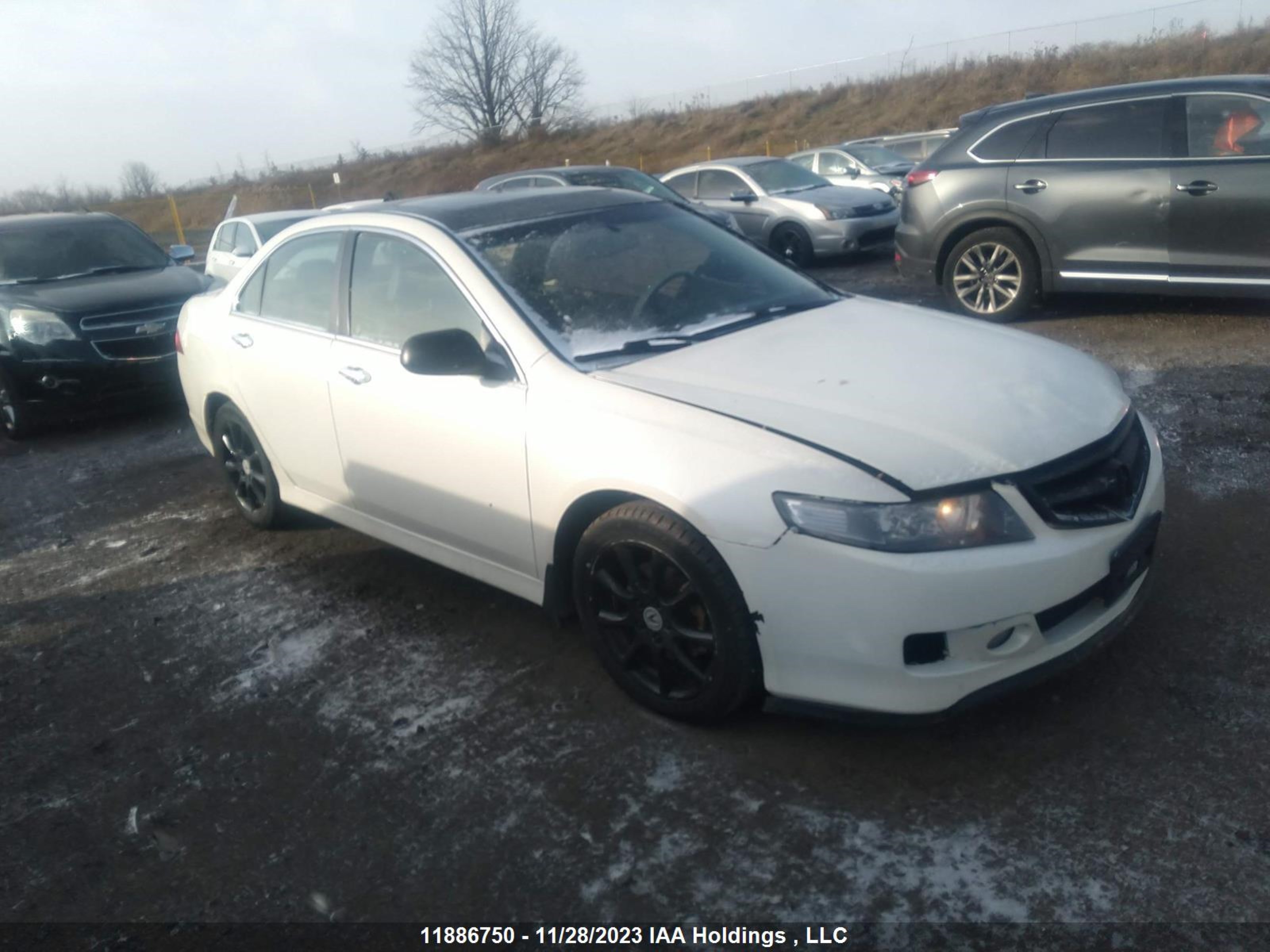 ACURA TSX 2006 jh4cl96866c800684